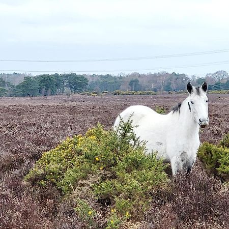 In The Heart Of The New Forest 포딩브리지 외부 사진