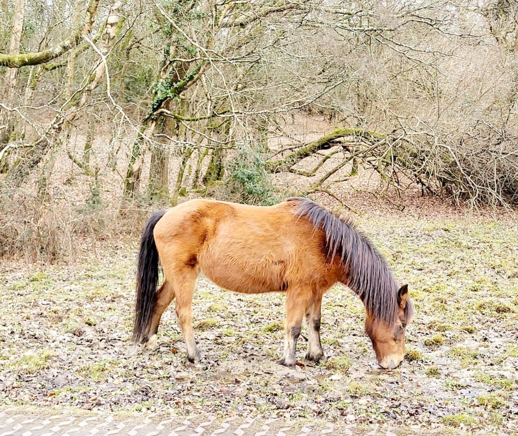 In The Heart Of The New Forest 포딩브리지 외부 사진