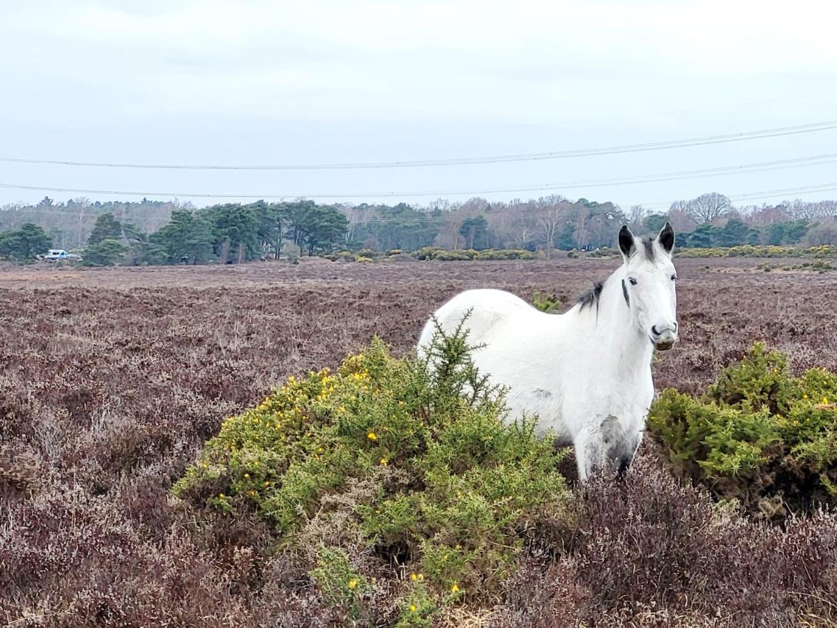 In The Heart Of The New Forest 포딩브리지 외부 사진